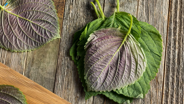 Phương pháp trị nám bằng tía tô hiệu quả tại nhà