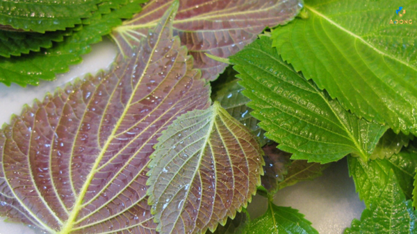 Cách trị nám bằng lá tía tô cực đơn giản ai cũng làm được